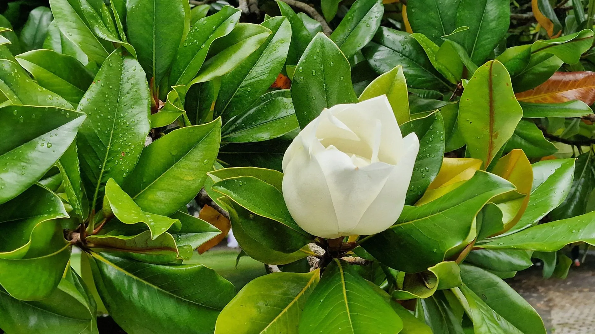 Naturaleza de Asturias